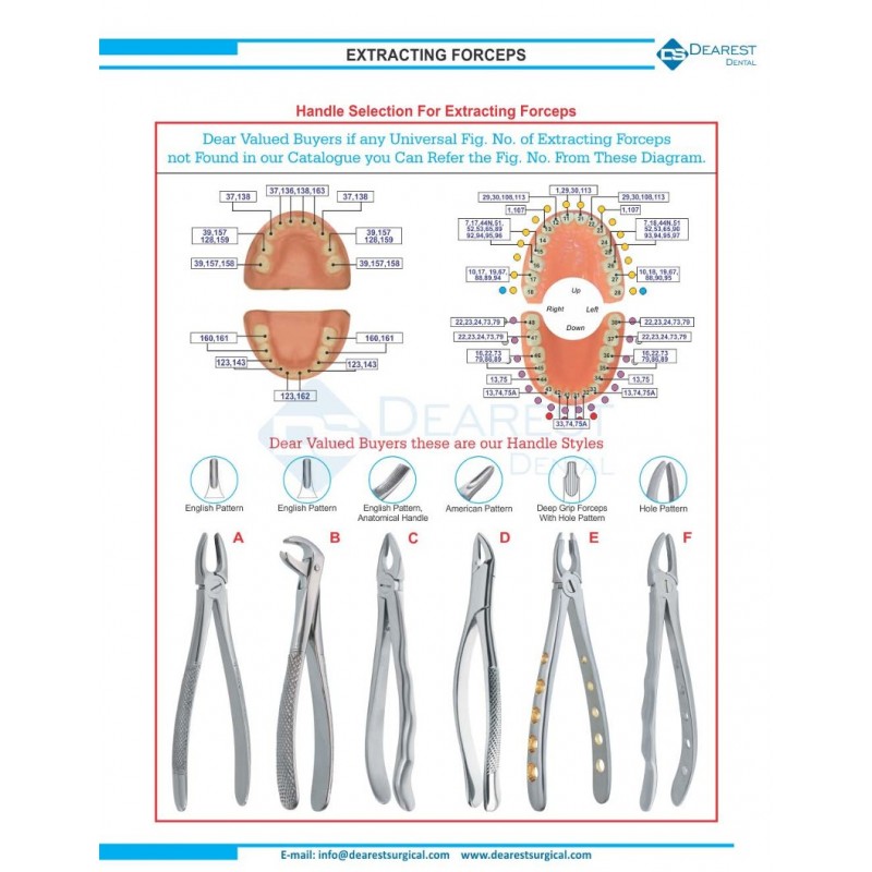 Extracting Forceps (English Pattern)